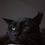 Telegram profile photo for Котовасия