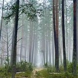 Telegram profile photo for Гоу в пущу