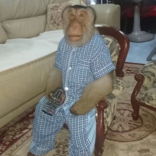 Telegram profile photo for Саныч