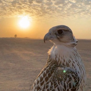 Telegram profile photo for —
