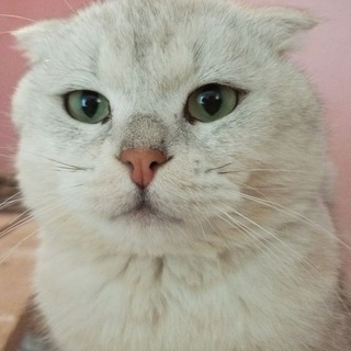Telegram profile photo for Чердак пушишки