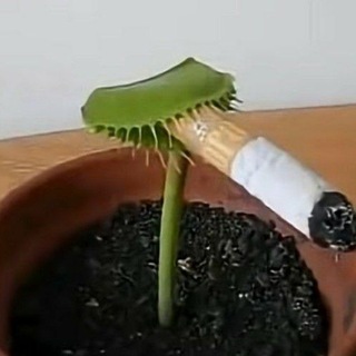 Telegram profile photo for 𝙑𝙀𝙉𝙐𝙎 𝙁𝙇𝙔𝙏𝙍𝘼𝙋 𝘾𝙊𝙉𝙁𝙀𝙎𝙎𝙄𝙊𝙉🌱🪰