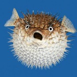 Telegram profile photo for News | Crypto Aquarium 🐡