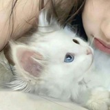 Telegram profile photo for Memories