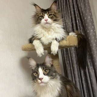 Telegram profile photo for Baby Banchini , Cortez and Клюкерия))