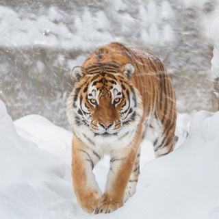 Telegram profile photo for נשיונל ג'אוגרפיק צפייה ישירה HD