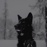 Telegram profile photo for ᴏғ ᴀɴɪᴍᴀʟs