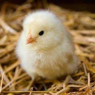 Telegram profile photo for عشة ¶ عم الدنيا🧞 ¶
