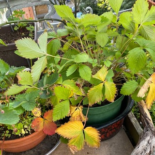 Telegram group profile photo for 🌿 Share your plants! - Jena