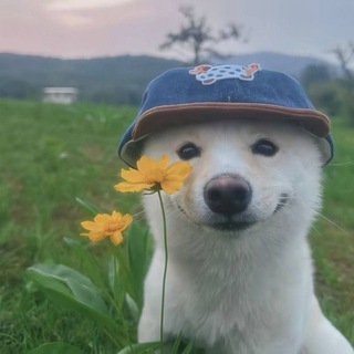 Telegram profile photo for فرینت | FREENET
