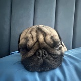 Telegram profile photo for Мопс