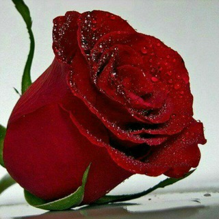 Telegram profile photo for 🌹Atirgulim🌹