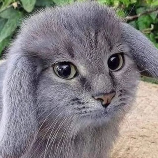 Telegram profile photo for Cat Bunny