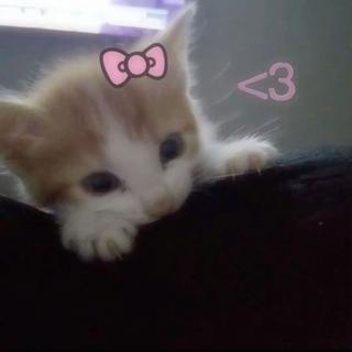 Telegram profile photo for отзывы к рекламе🎀