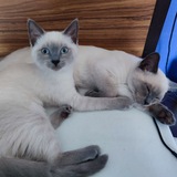 Telegram profile photo for Котафаны-хулиганы 😸