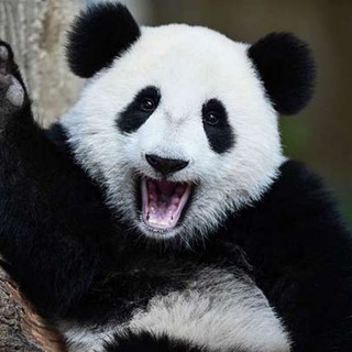 Telegram group profile photo for Coinlist OTC/Whitelist | China