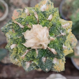 Telegram profile photo for Tigh Garden