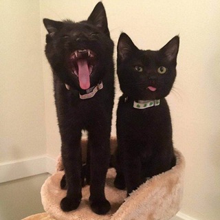 Telegram profile photo for Два котика ❤️
