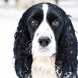 Telegram profile photo for Спаниель Таша и Эврика 🐾