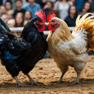 Telegram profile photo for គ្រុបមាន់ជល់🐓