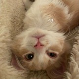 Telegram profile photo for Квартирник у Антона.