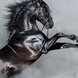 Telegram profile photo for BLACK HORSE 🐎