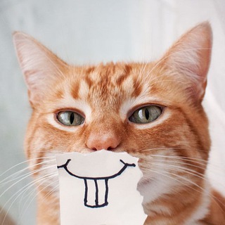 Telegram profile photo for Cute Cats Channel πΈπ»π½