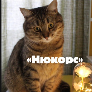 Telegram profile photo for «Нюкорс»
