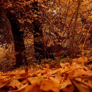Telegram profile photo for 𓇢𓆸🍁˚.⋆Цветик-Семицветик| Меняльники Москва[*🍂