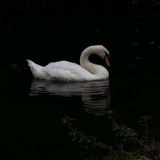 Telegram profile photo for Swan🦢
