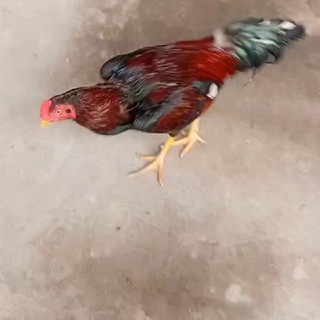 Telegram profile photo for ЛИГЕР
