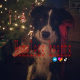 Telegram profile photo for Homeless hearts