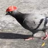 Telegram profile photo for голубь с шизой