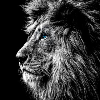 Telegram profile photo for Top 1% people's