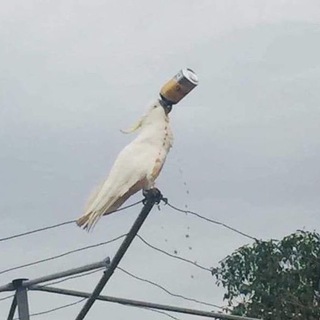 Telegram profile photo for КАКАДУ наливает