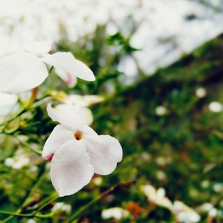 Telegram profile photo for السَّارَّة