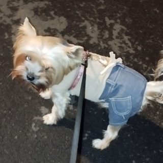 Telegram profile photo for Буся Великая