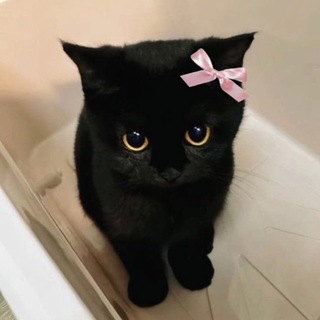 Telegram profile photo for written by Trnom