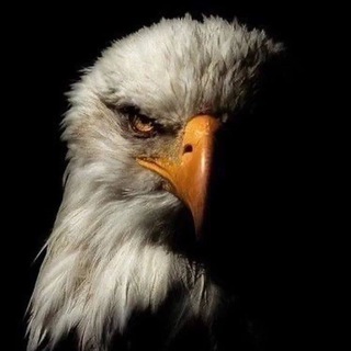 Telegram profile photo for hikmatullaevich
