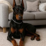 Telegram profile photo for Doberman