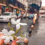 Telegram profile photo for نَثراتُ دِمَشقِيَّـة · 🕊