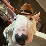 Telegram profile photo for Фил он пёс
