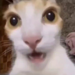 Telegram profile photo for The Last Episode