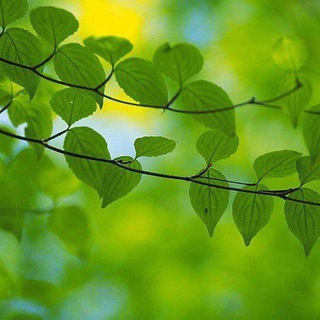Telegram profile photo for 🎙ВДА "Весна". Спикерские ☀️🌿💐