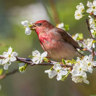 Telegram profile photo for Птицы Куркино и не только