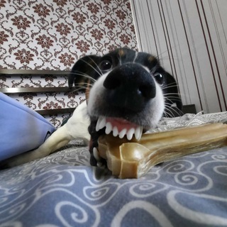 Telegram profile photo for Каспер, но не приведение🐾