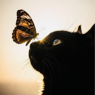 Telegram profile photo for Black cats lovers