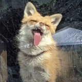 Telegram profile photo for ВРЛД