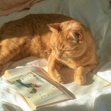 Telegram profile photo for книжная полка🪻
