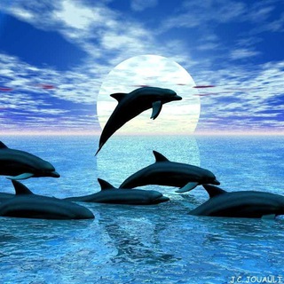 Telegram profile photo for Dolphin Call